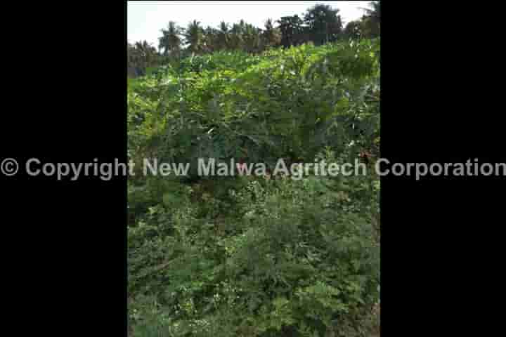 NPOP organic certified antivirus for crops